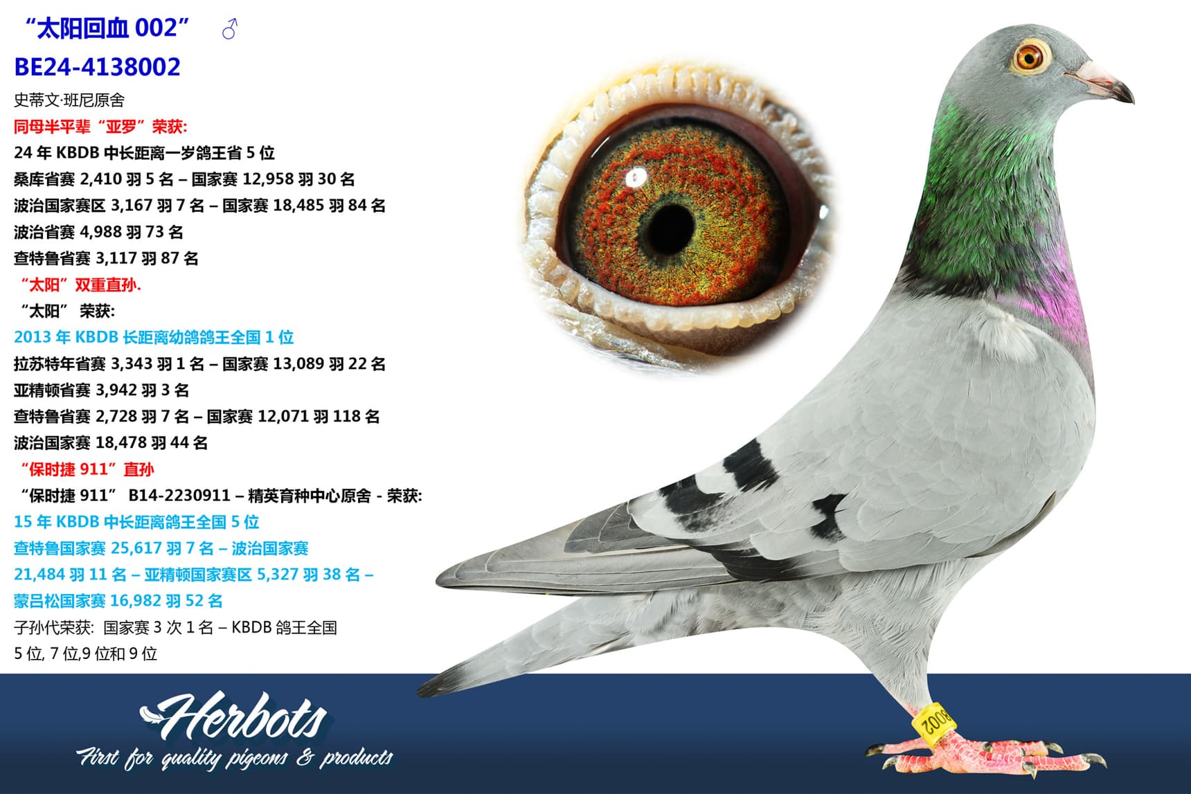 pigeon: “太阳回血002”