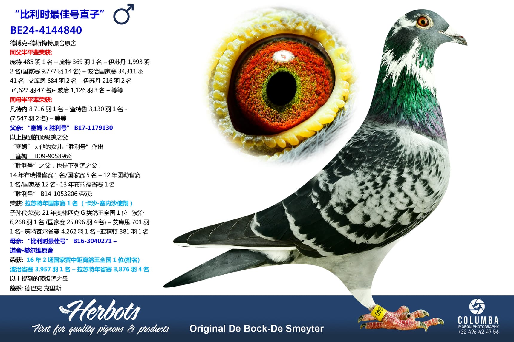 pigeon: “比利时最佳号直子”