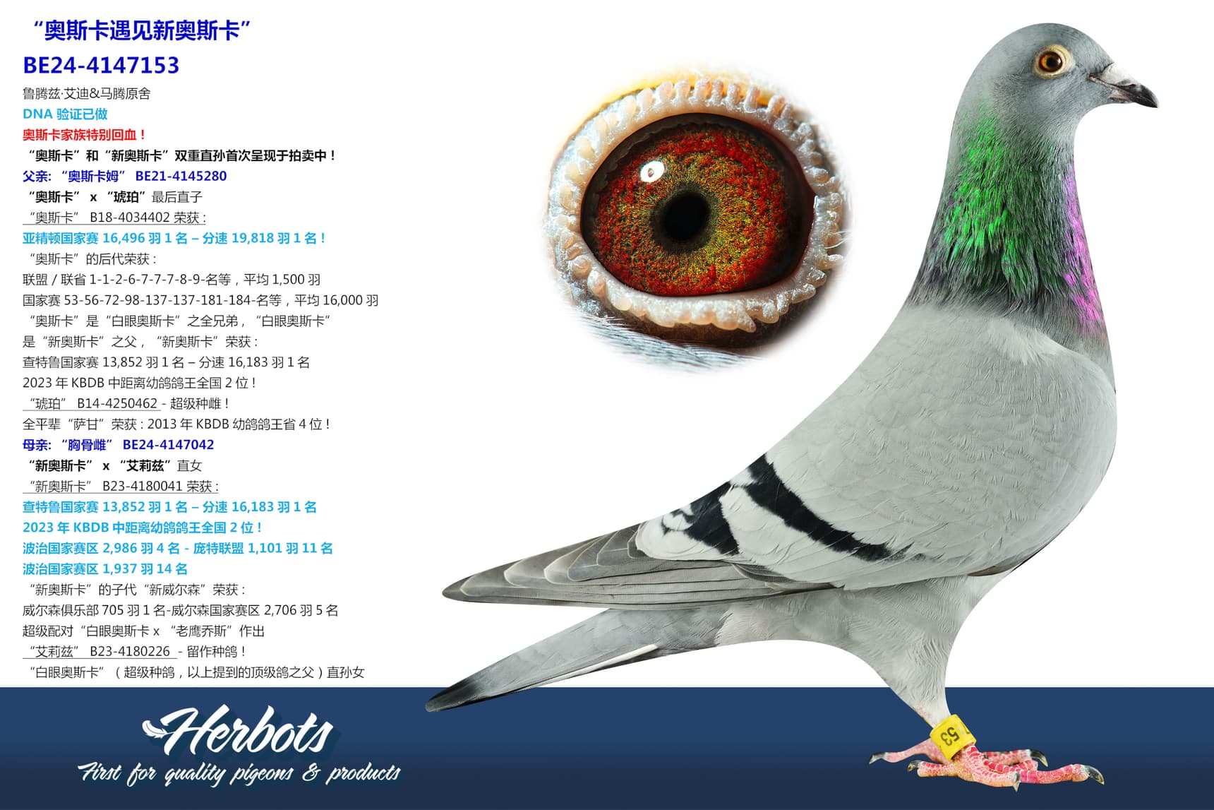 pigeon: undefined