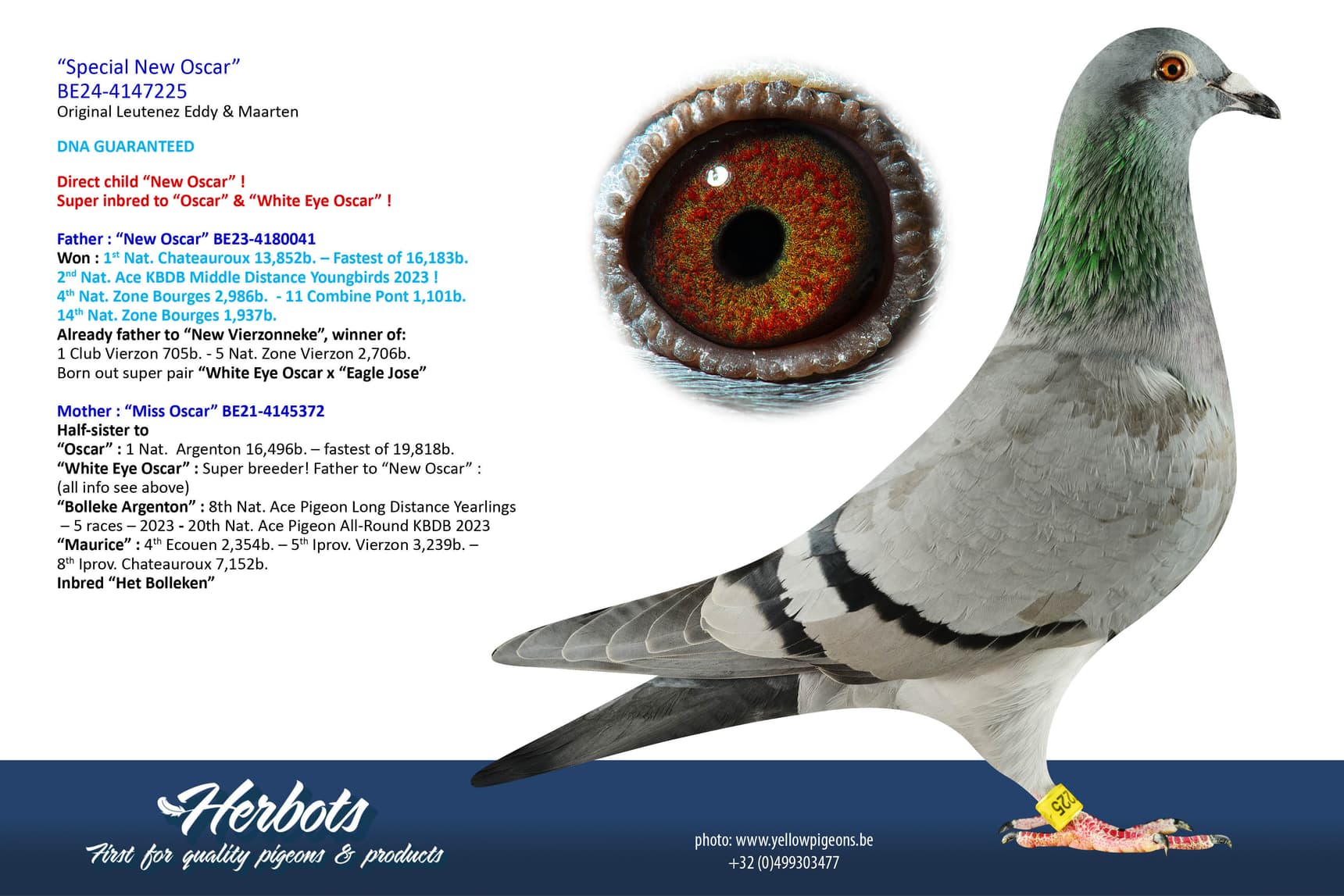 pigeon: “Special New Oscar”