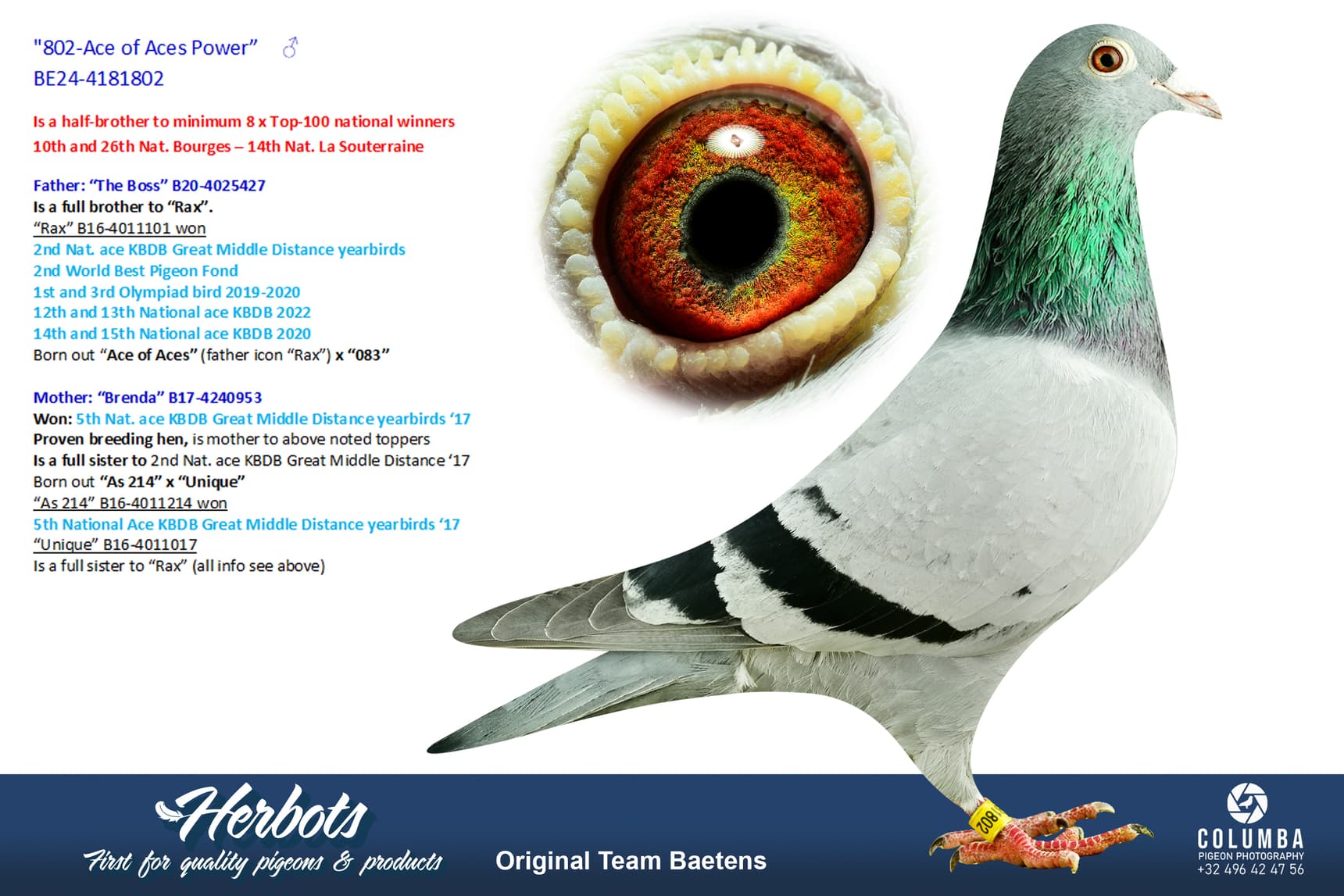 pigeon: undefined