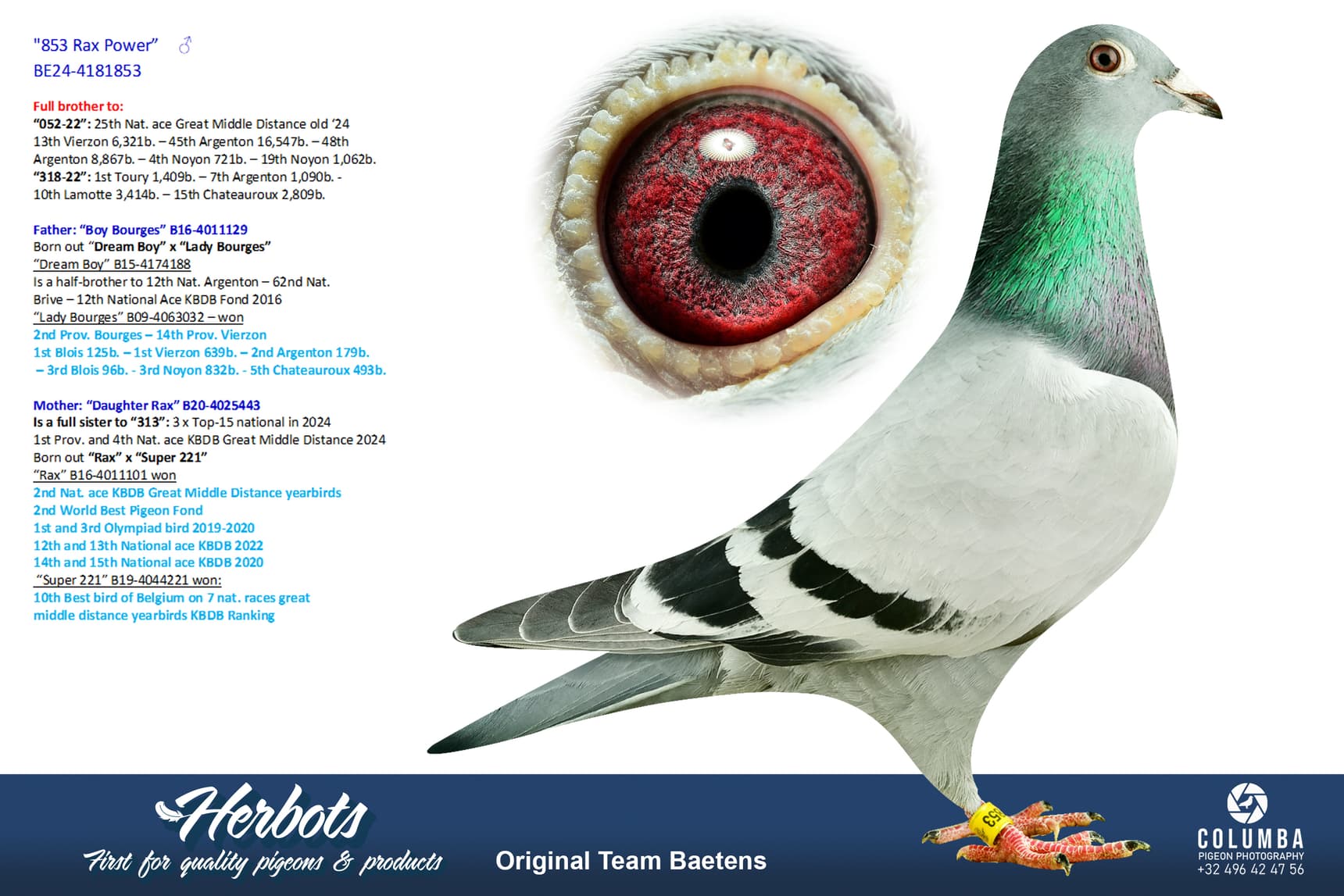 pigeon: undefined