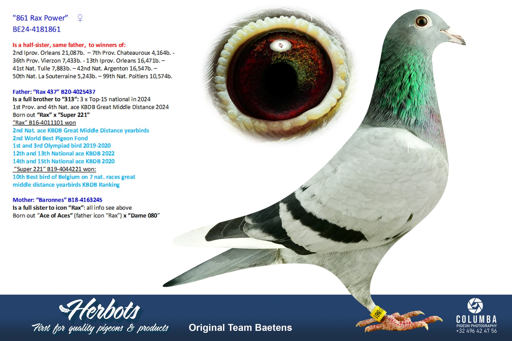 pigeon: undefined