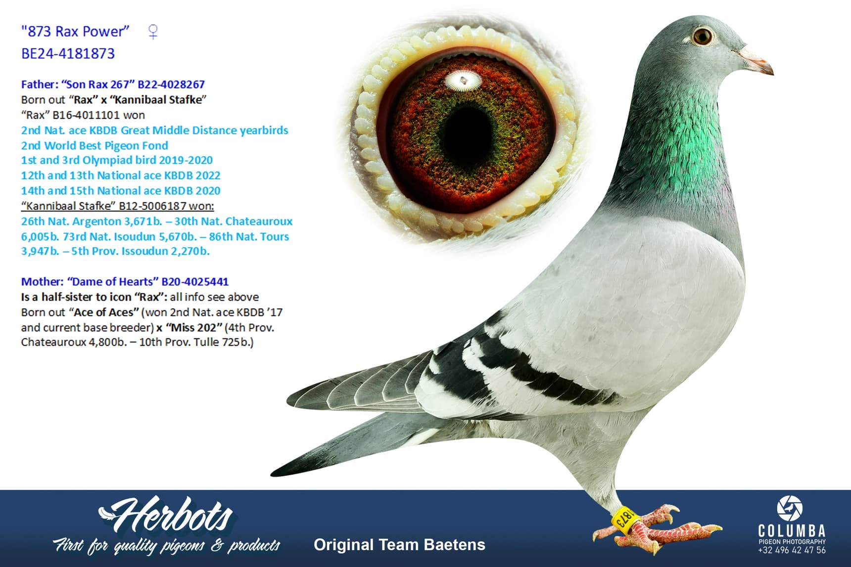 pigeon: undefined