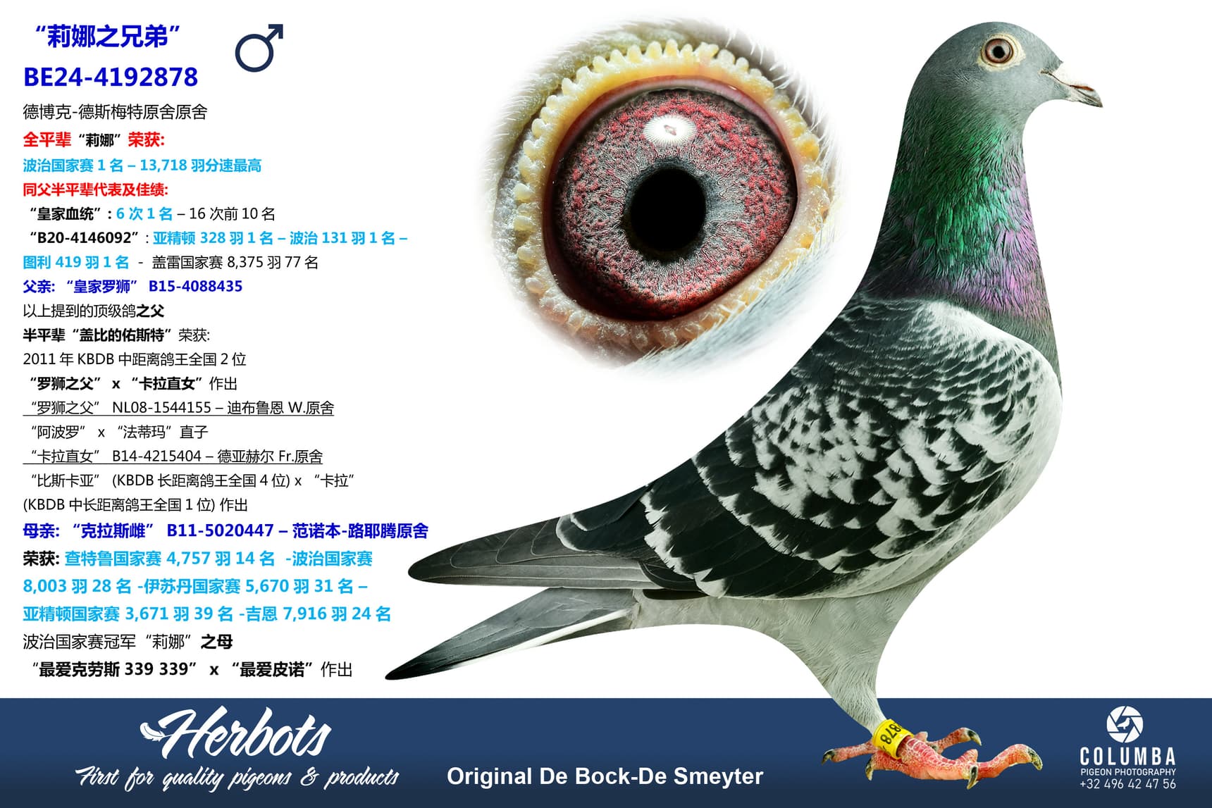 pigeon: undefined