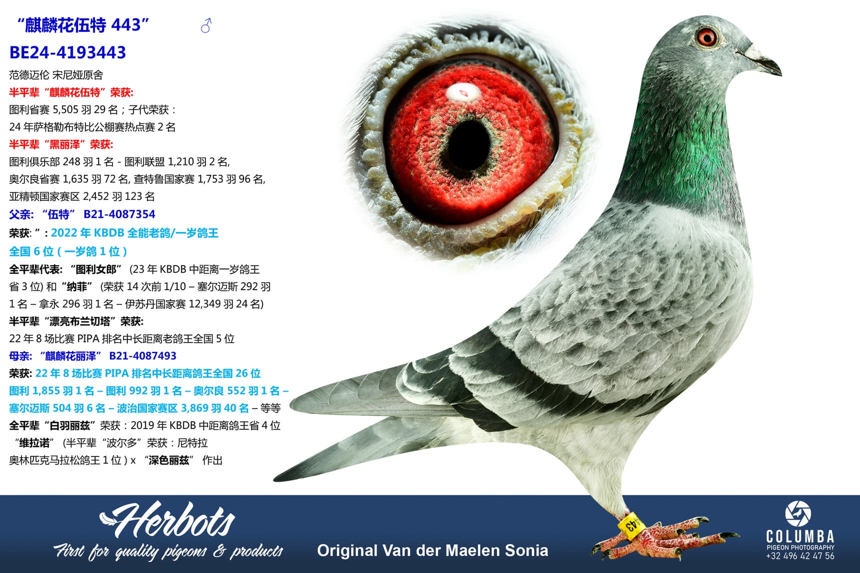 pigeon: “麒麟花伍特 443”