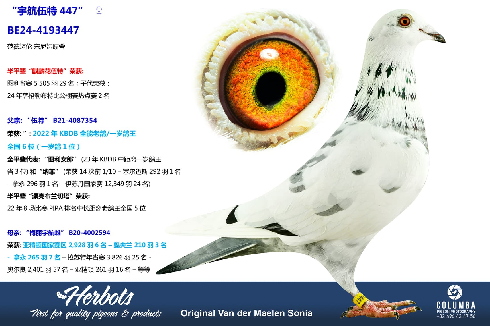 pigeon: “宇航伍特447”