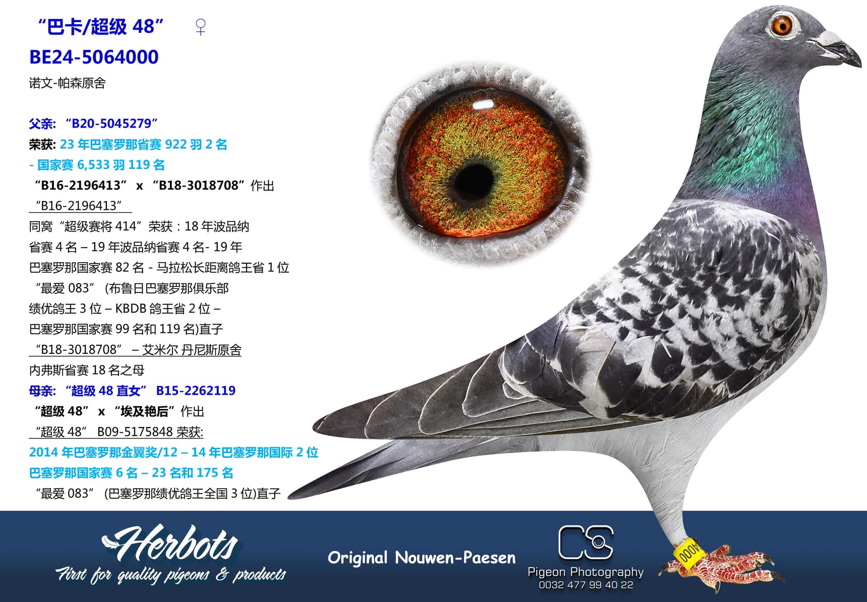 pigeon: “巴卡/超级 48”