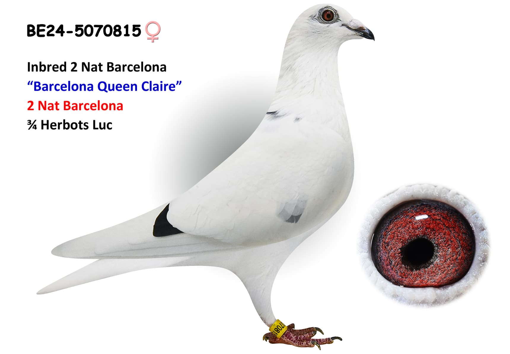 ‘70% Herbots Luc’