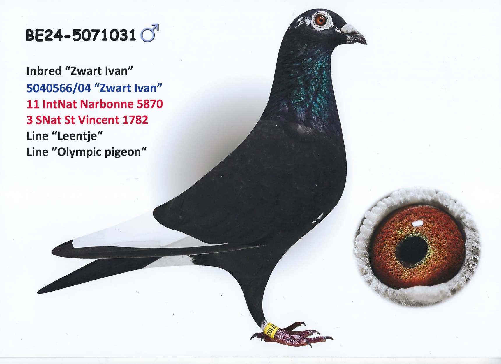 Grandson "Zwart Ivan" x Inbred "Leentje"