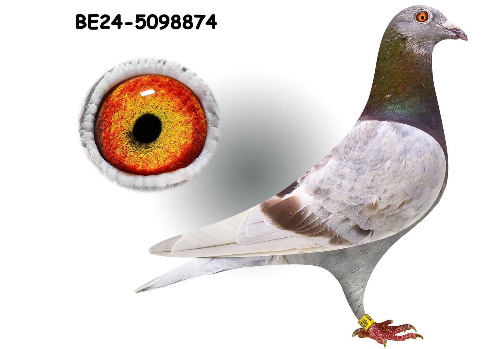 ‘Guido 248’ x ‘Blue Power 956’