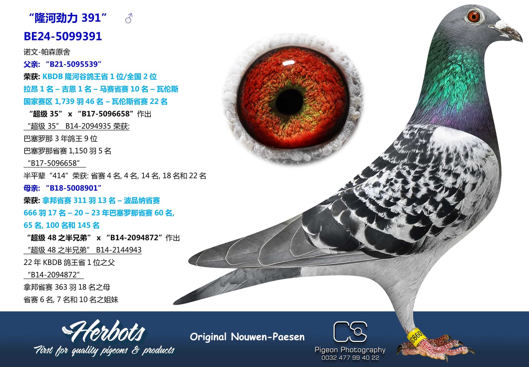 pigeon: “隆河劲力 391”