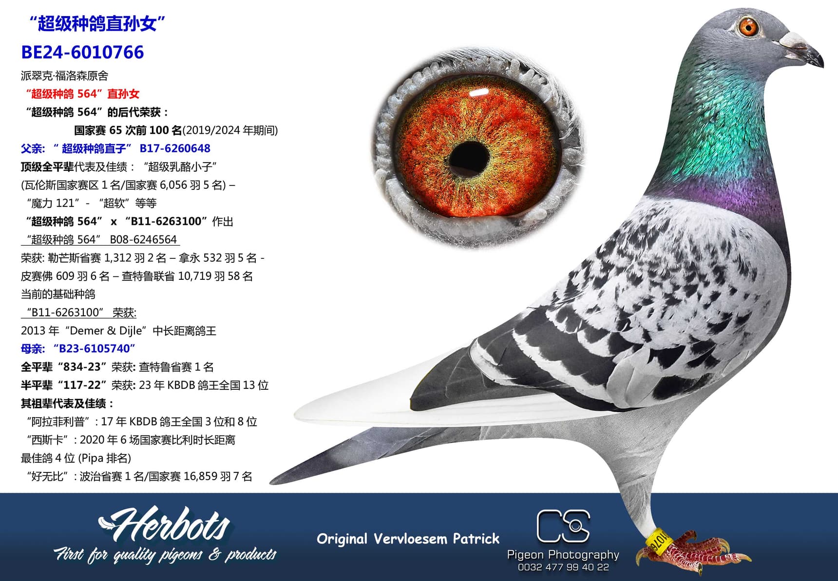 pigeon: “超级种鸽直孙女”