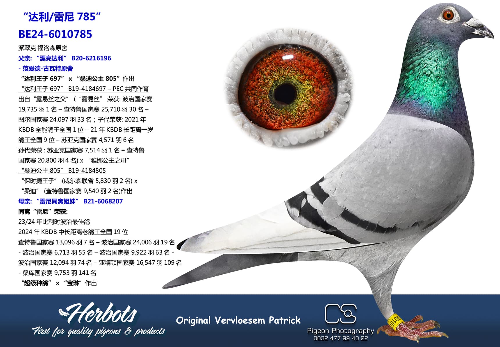 pigeon: “达利/雷尼785”