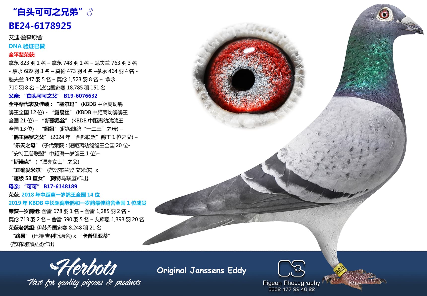 pigeon: “白头可可之兄弟