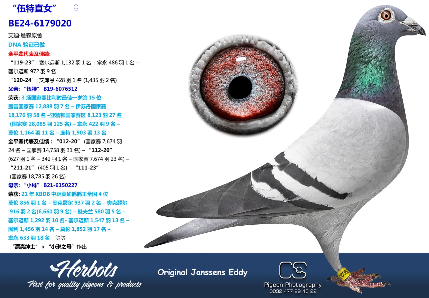 pigeon: “伍特直女”