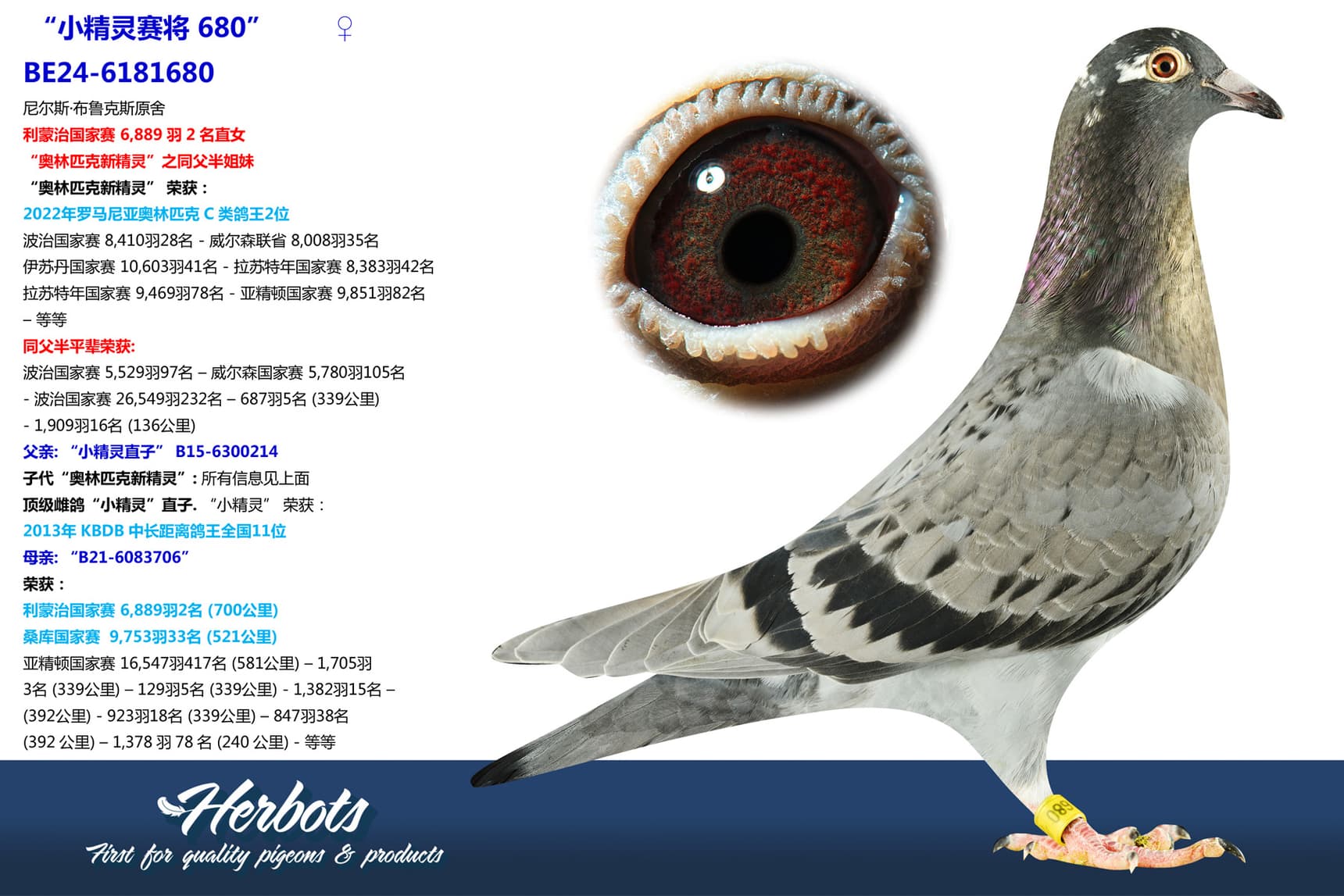 pigeon: “小精灵赛将 680”