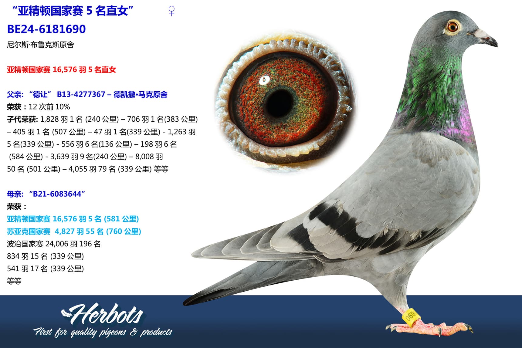 pigeon: undefined