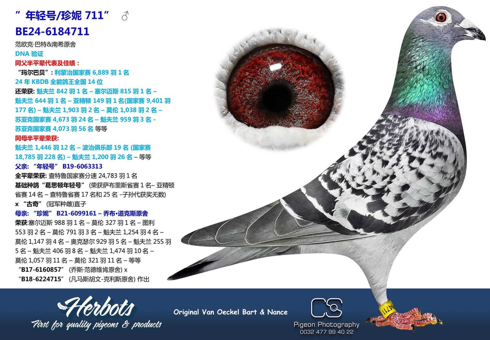 pigeon: ”年轻号/珍妮 711”