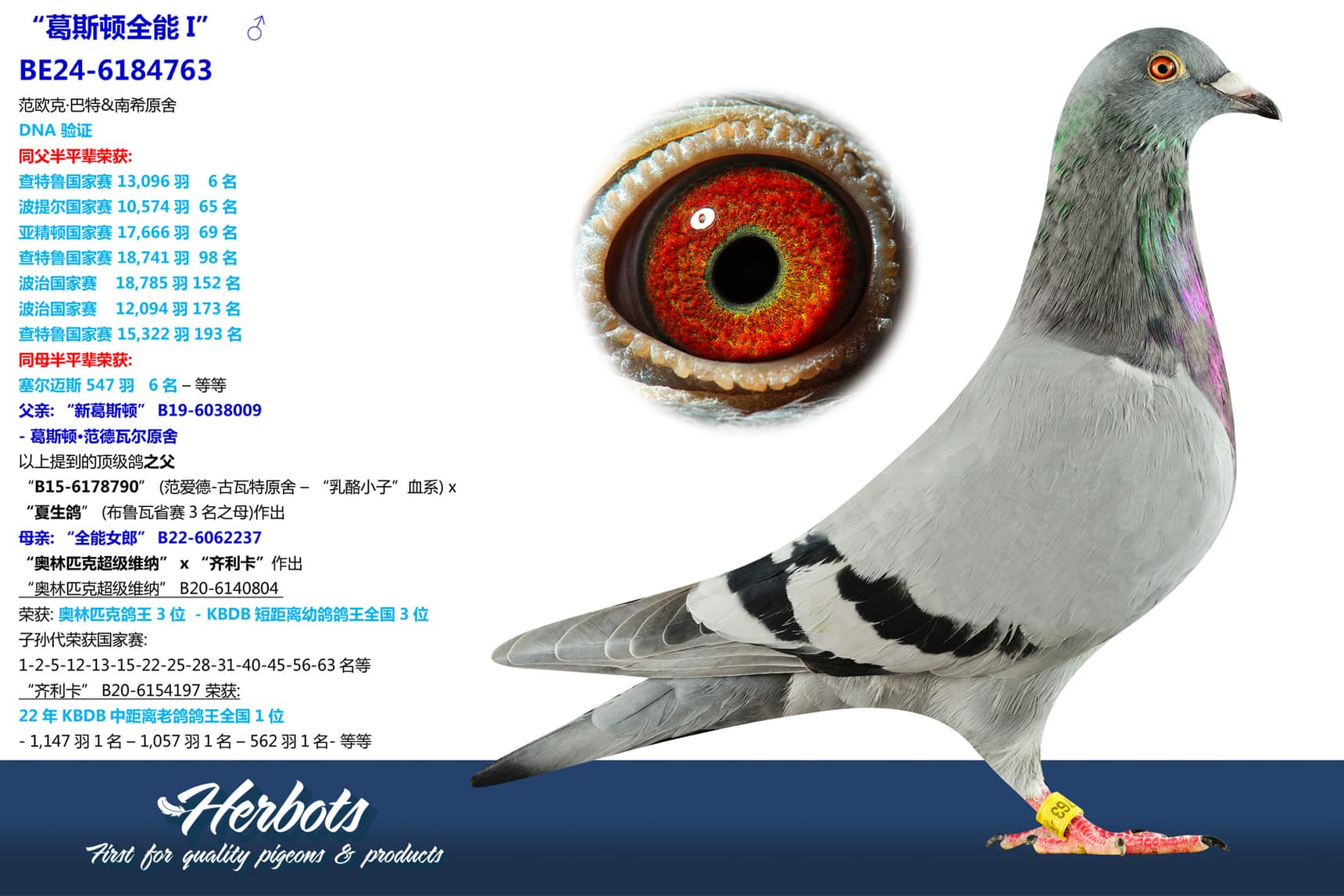 pigeon: undefined