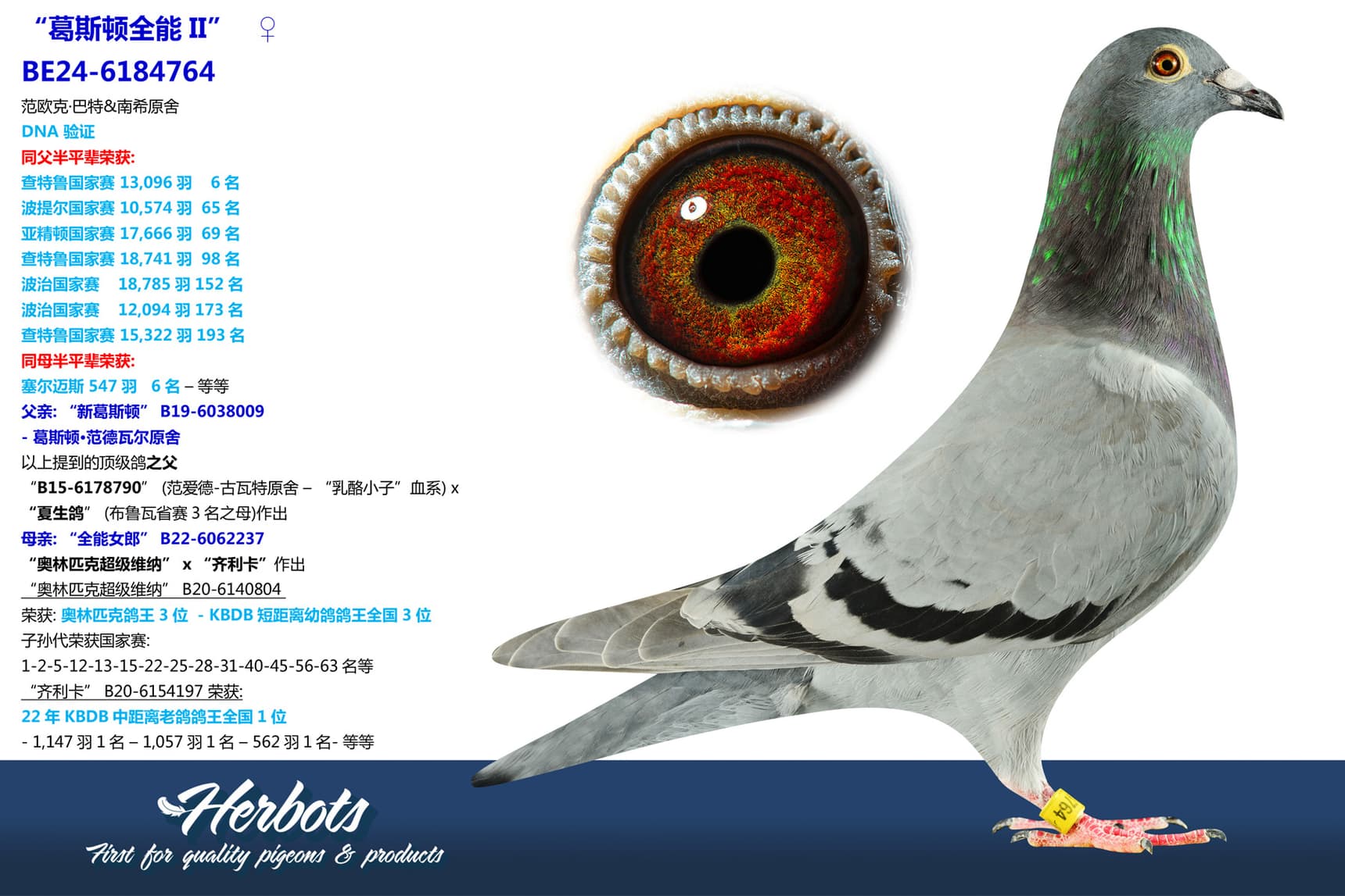 pigeon: undefined