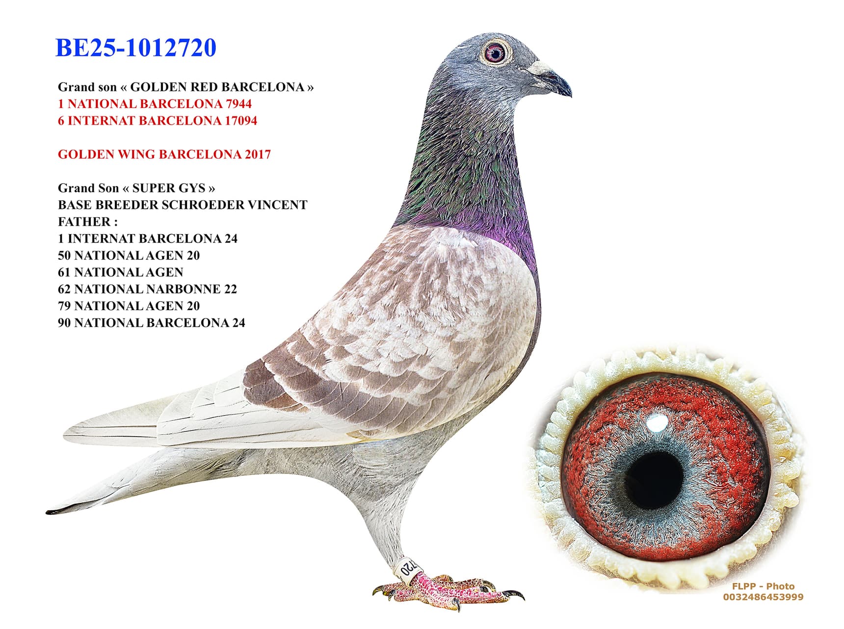 «GOLDEN RED BARCELONA 720»