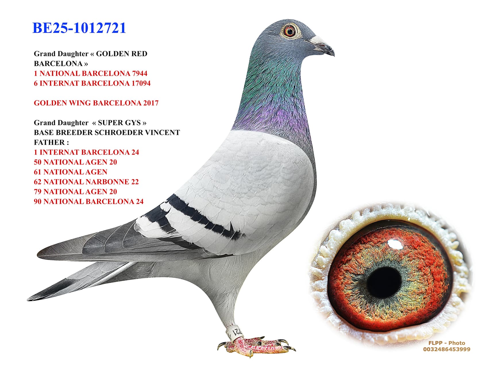 «GOLDEN RED BARCELONA 721»