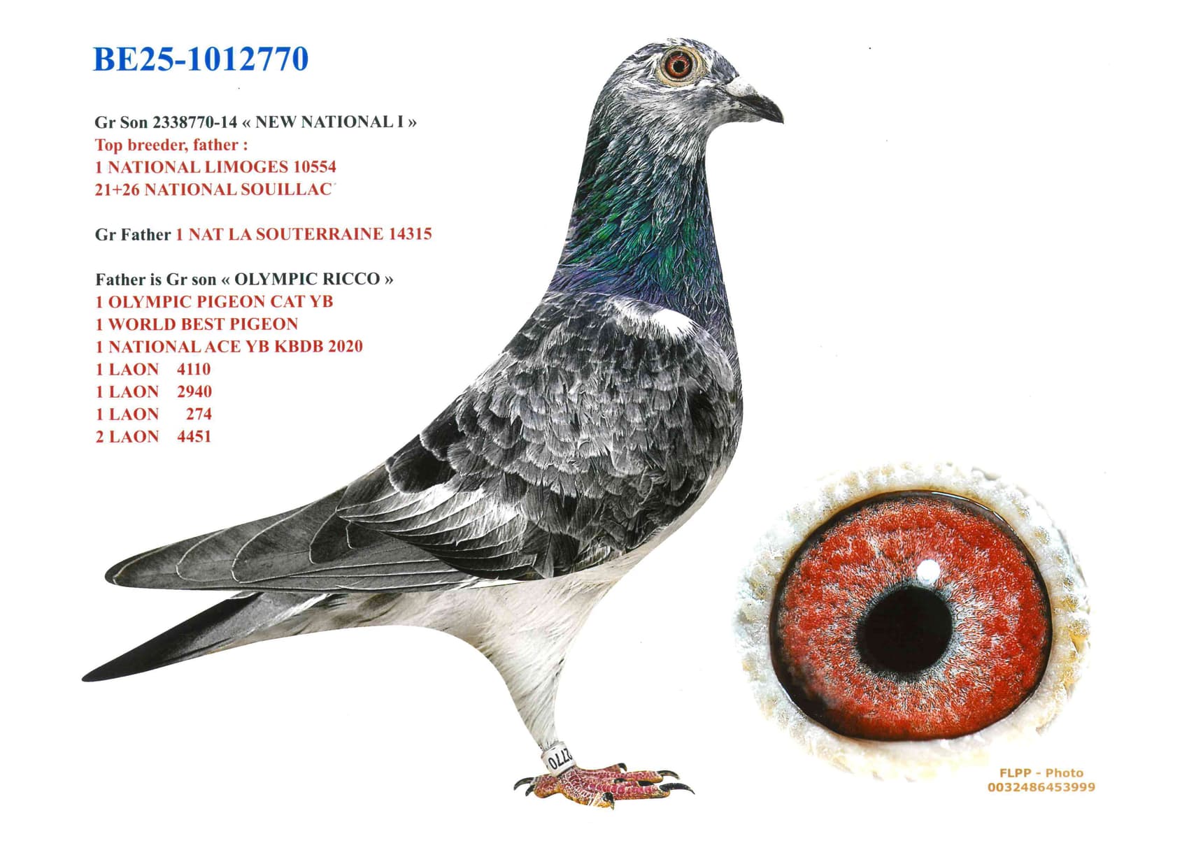 Gr Daughter 2338770-14 «NEW NATIONAL I»