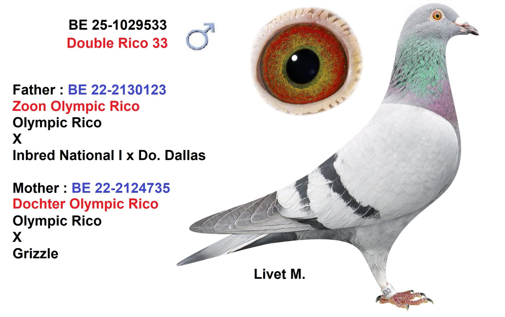 ‘Double Rico 33’