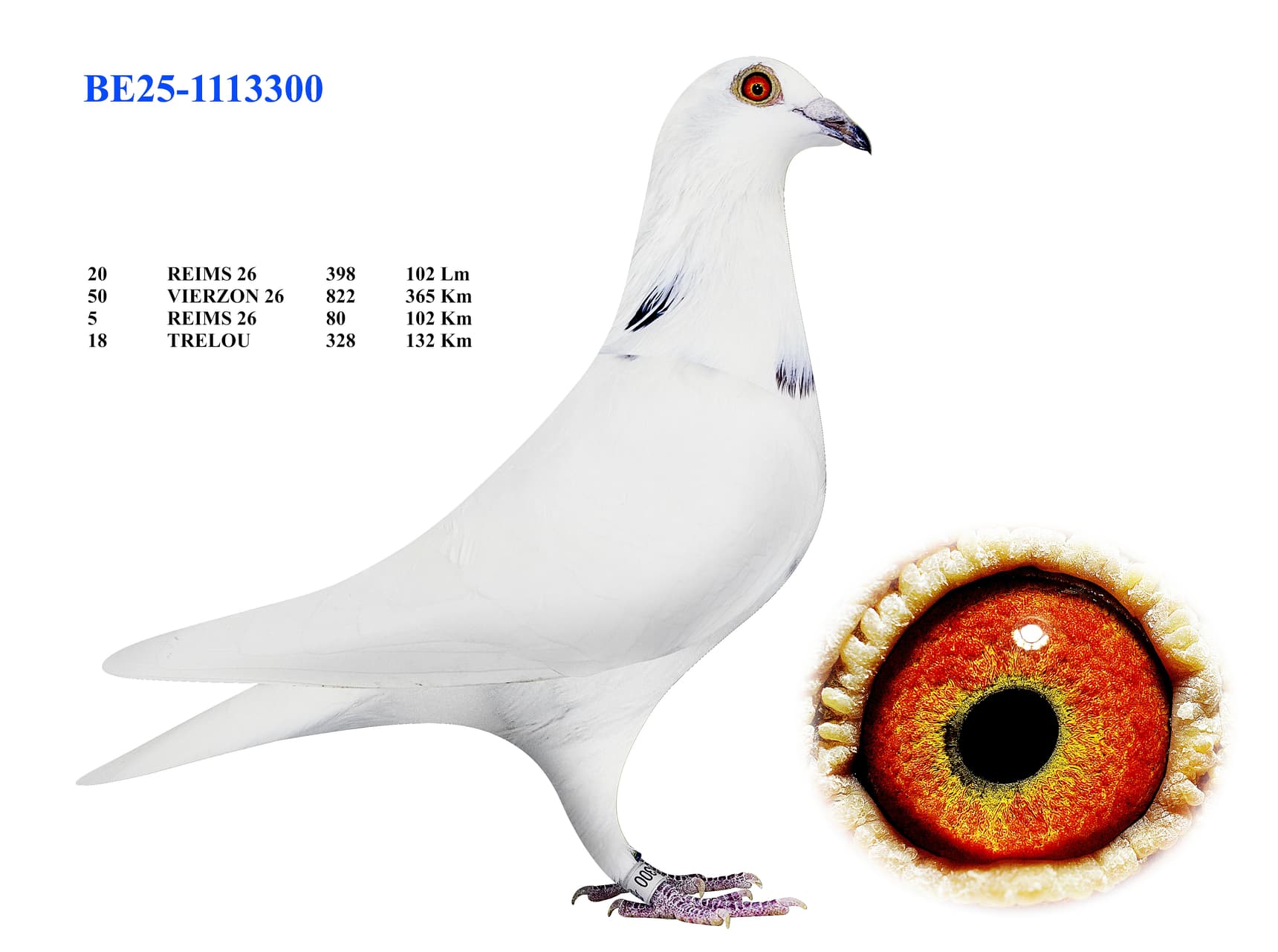 BE25-1113300