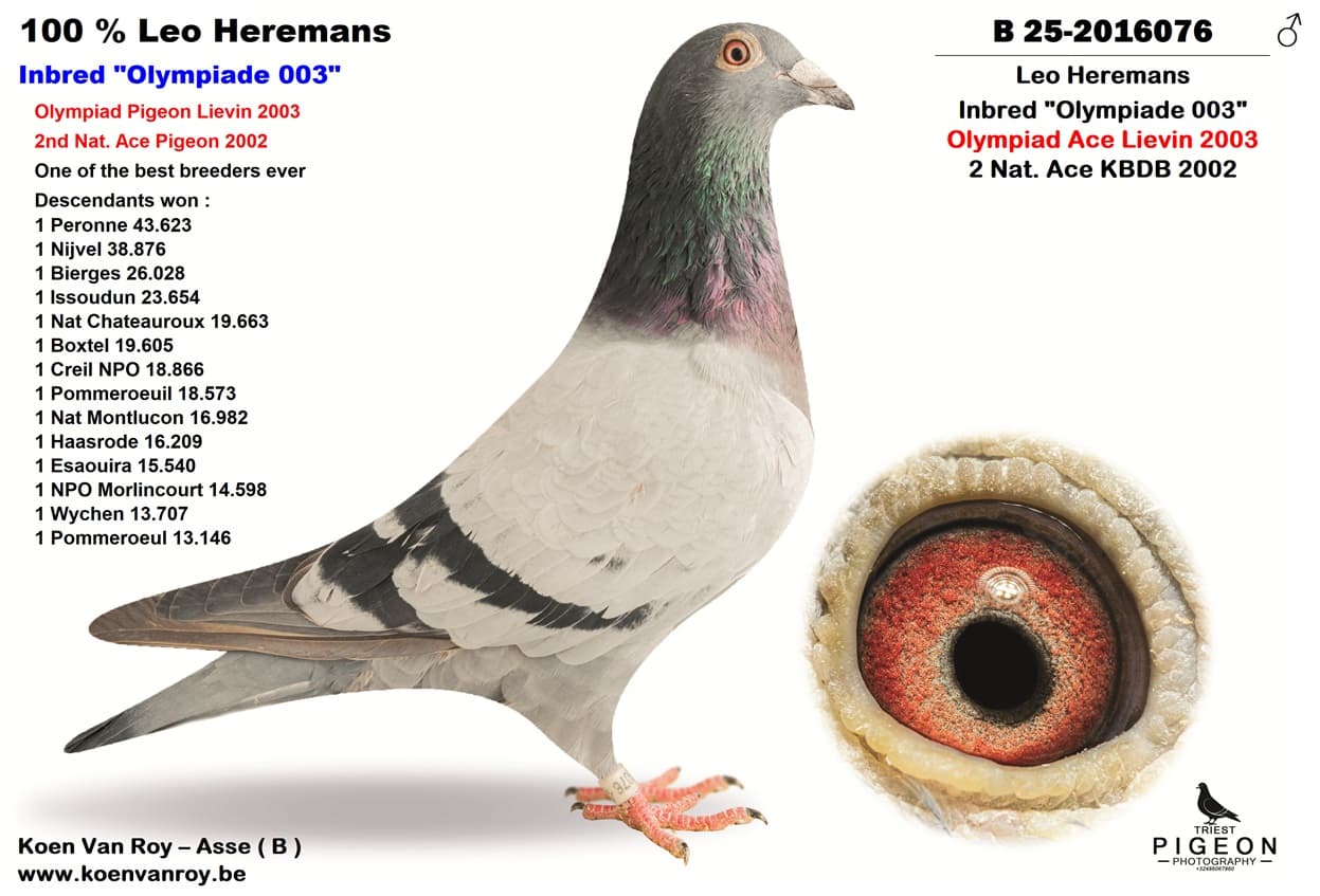 100 % Leo Heremans  Inbred "Olympiade 003"