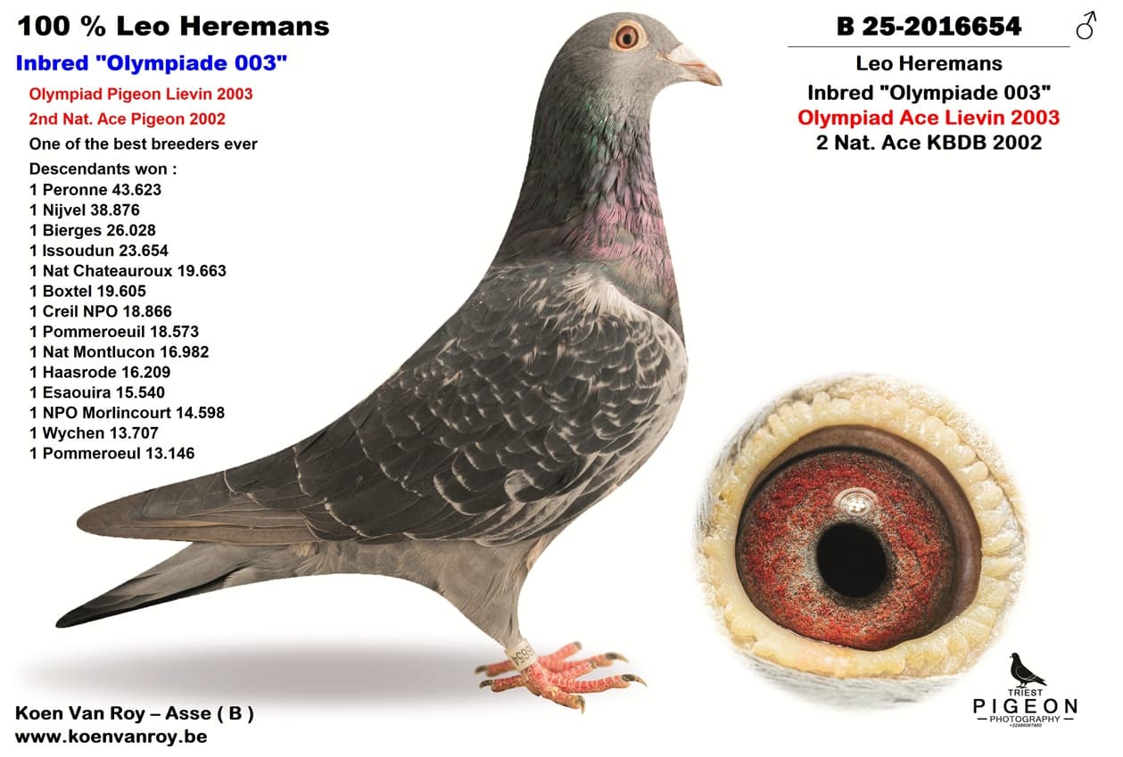 Leo Heremans Inbred "Olympiade 003"