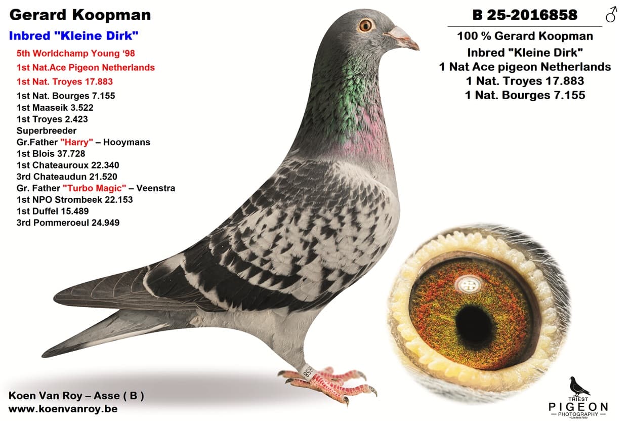 ‘Brother Super 547’ x ‘Inbred Kleine Dirk 998’