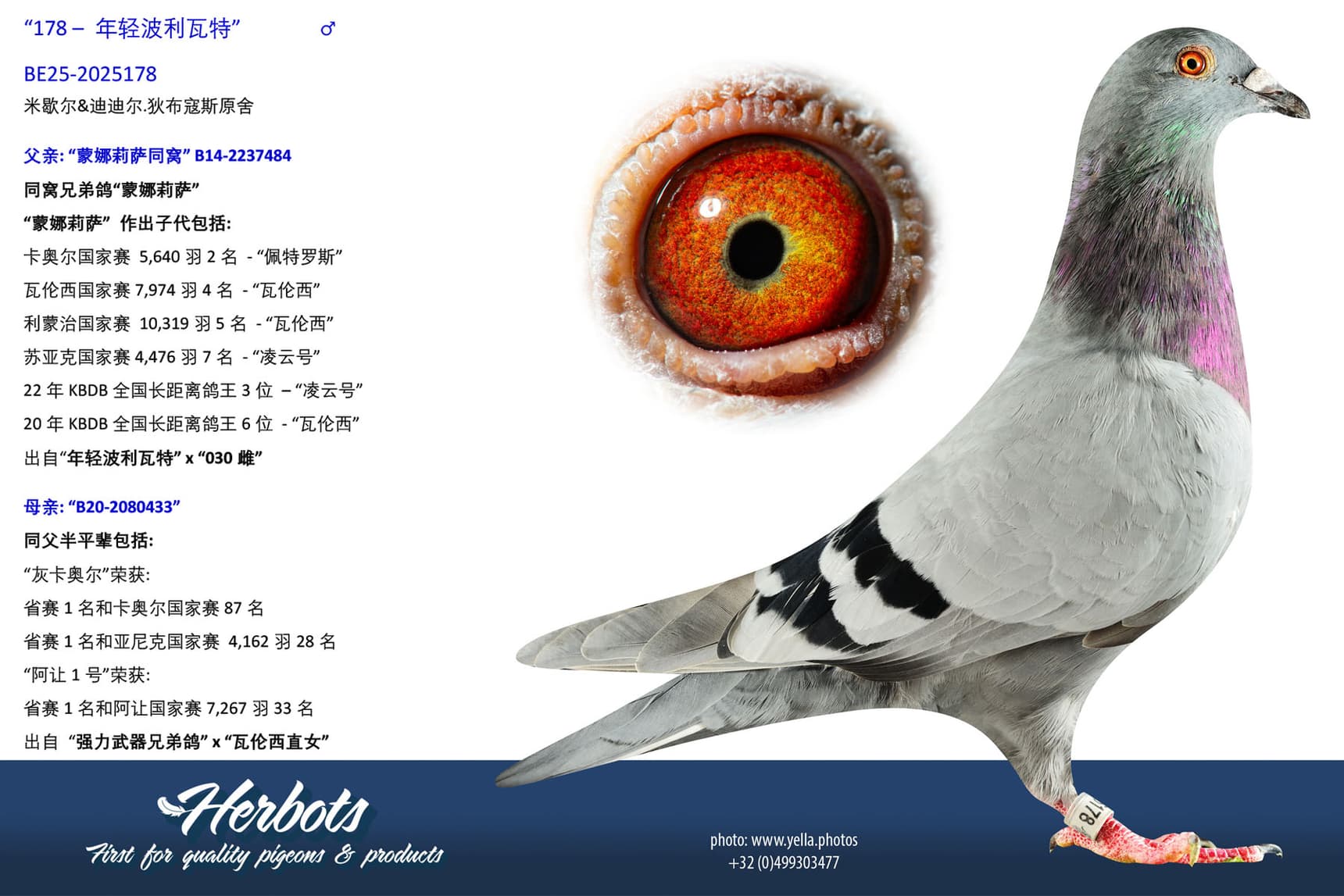pigeon: undefined