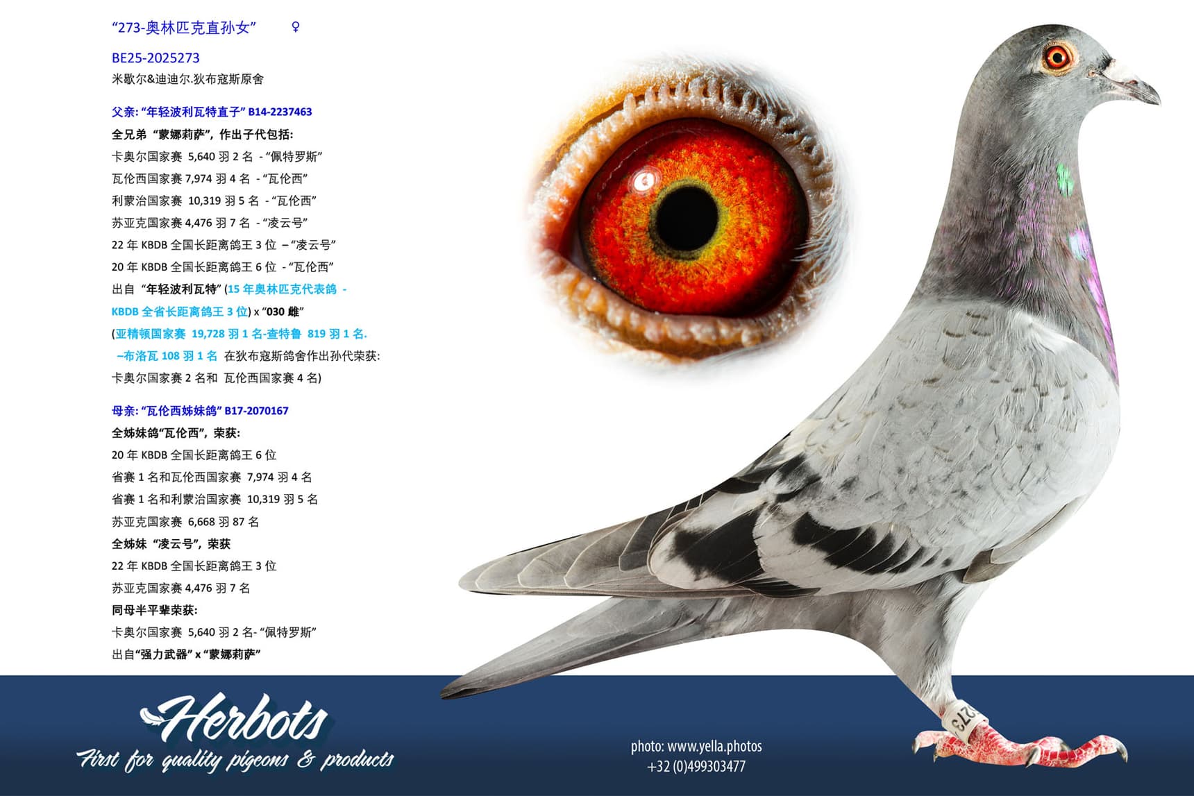 pigeon: undefined