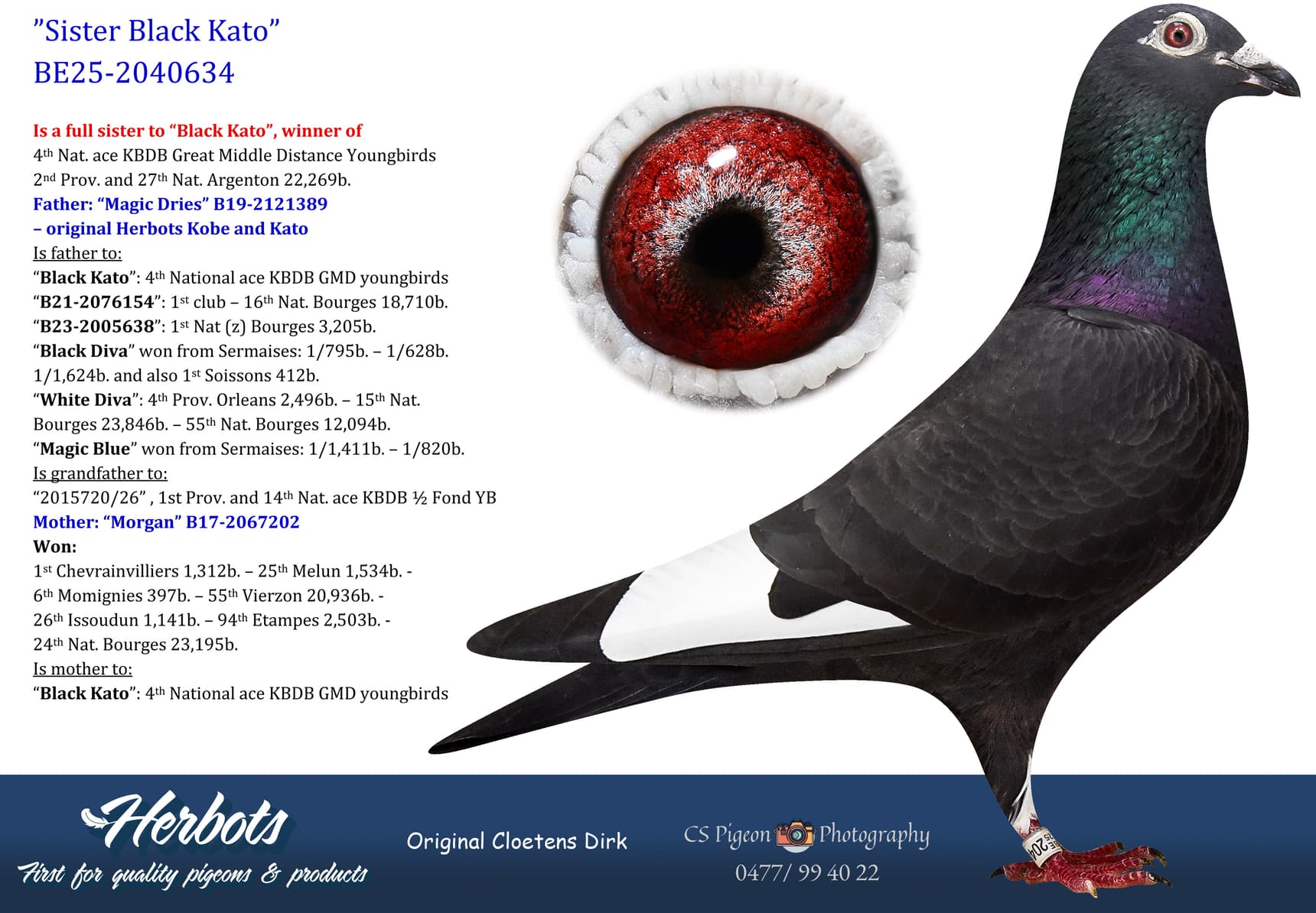 pigeon: undefined
