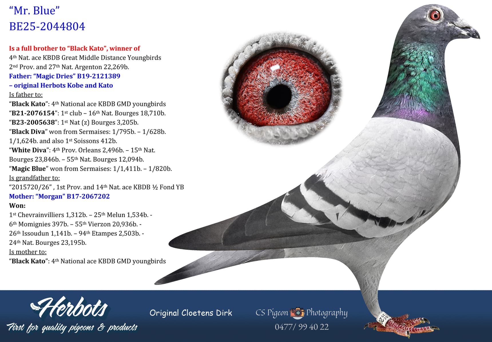 pigeon: undefined