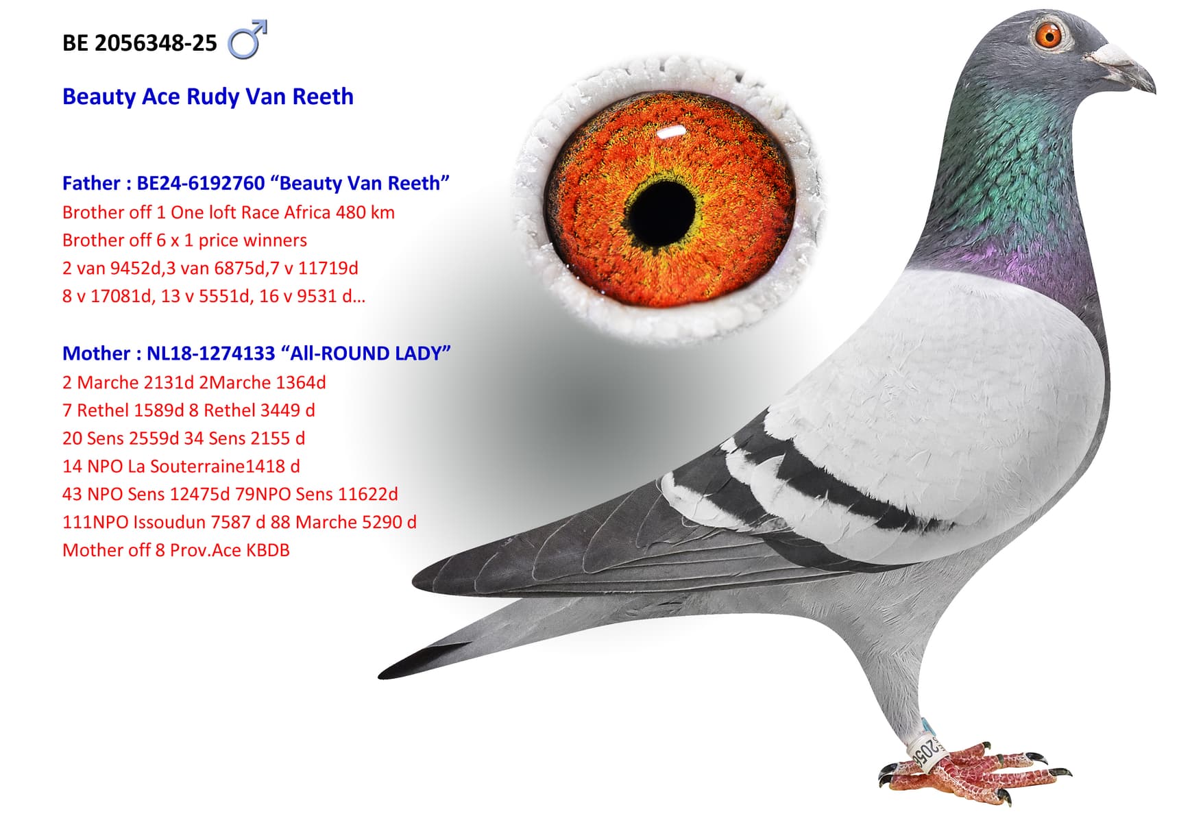 ‘Beauty Ace Rudy Van Reeth’