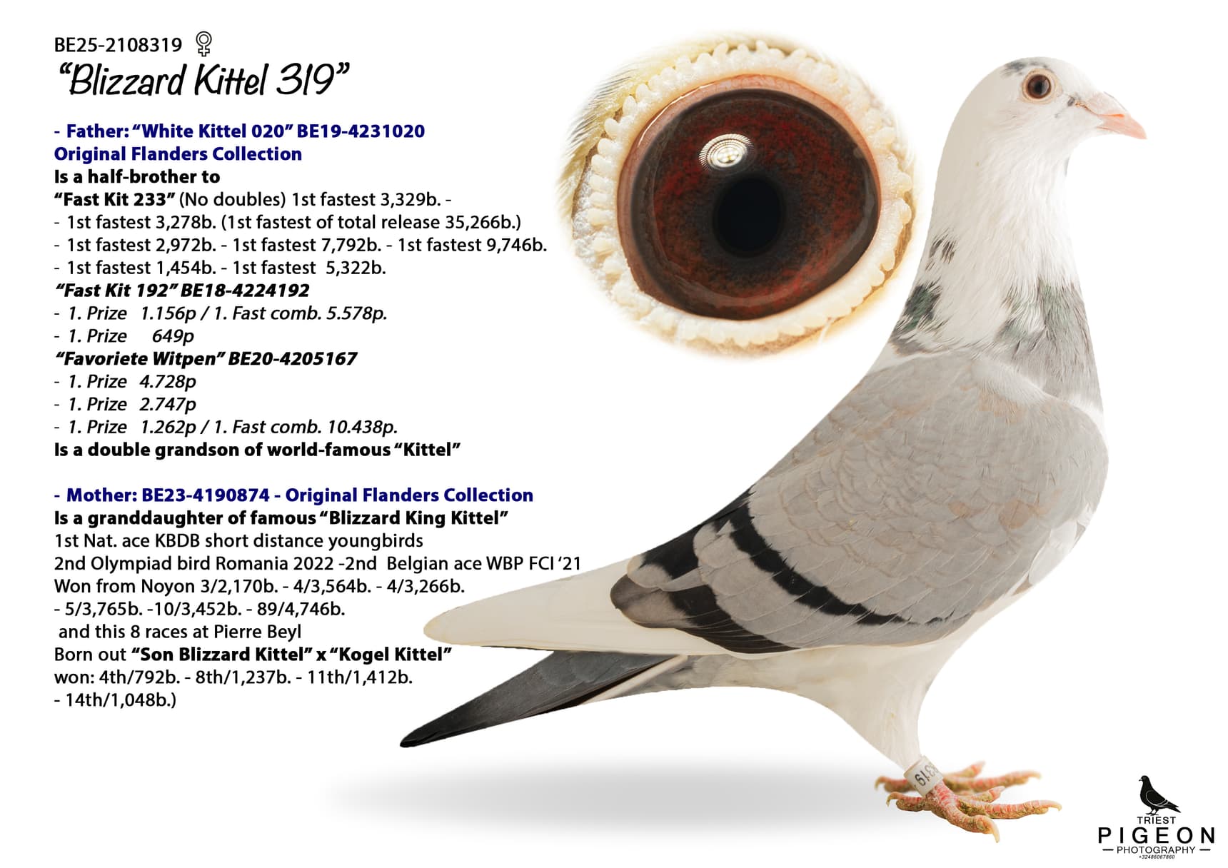 "Blizzard Kittel 319"