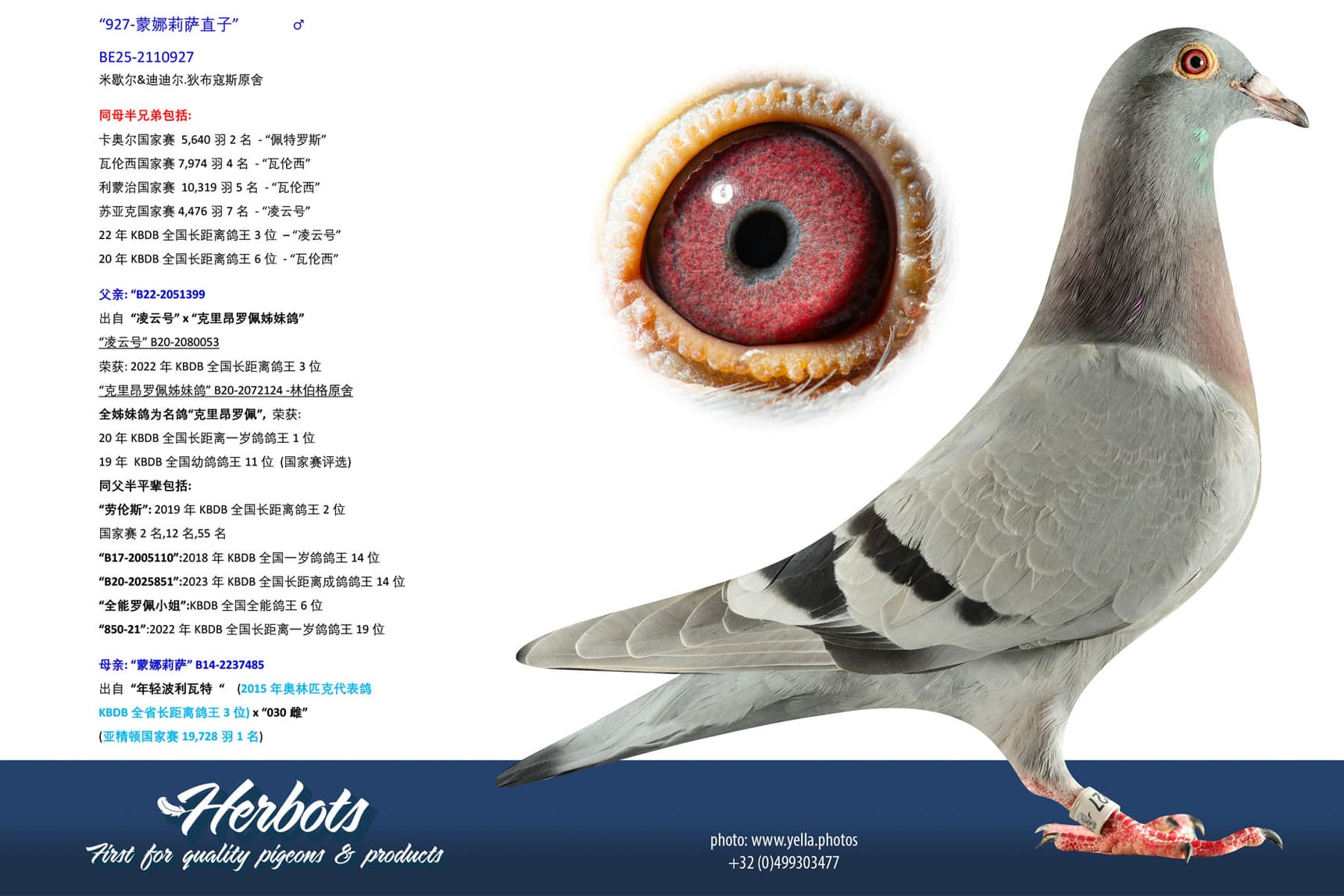 pigeon: undefined
