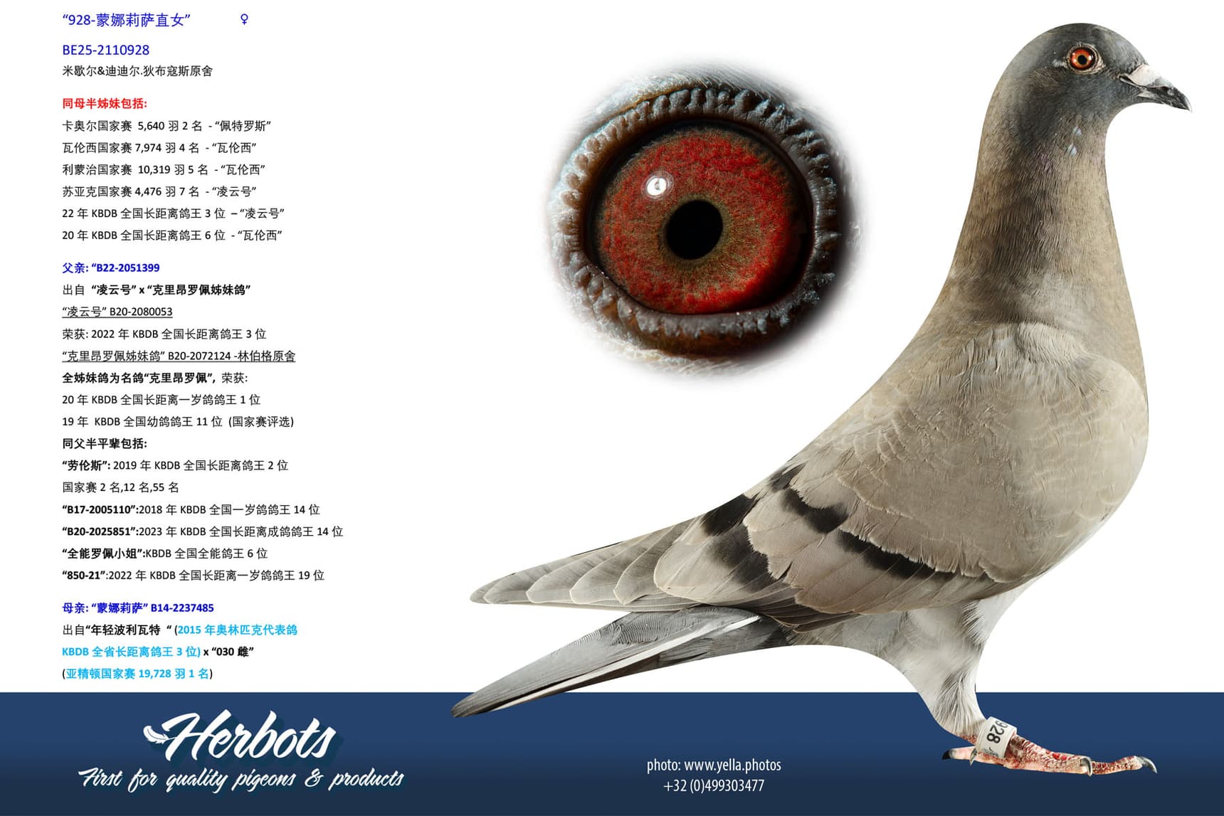pigeon: undefined