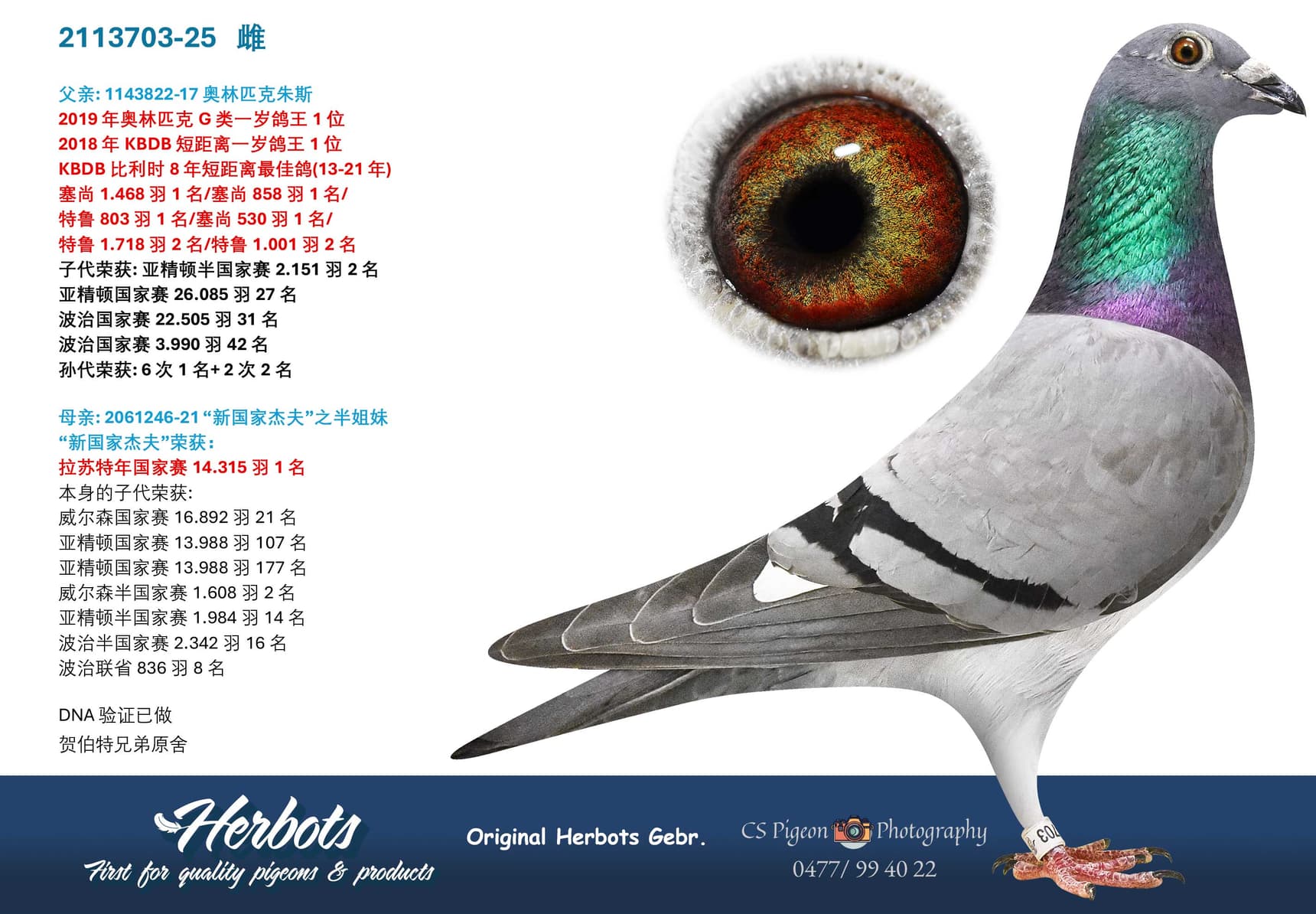 pigeon: undefined