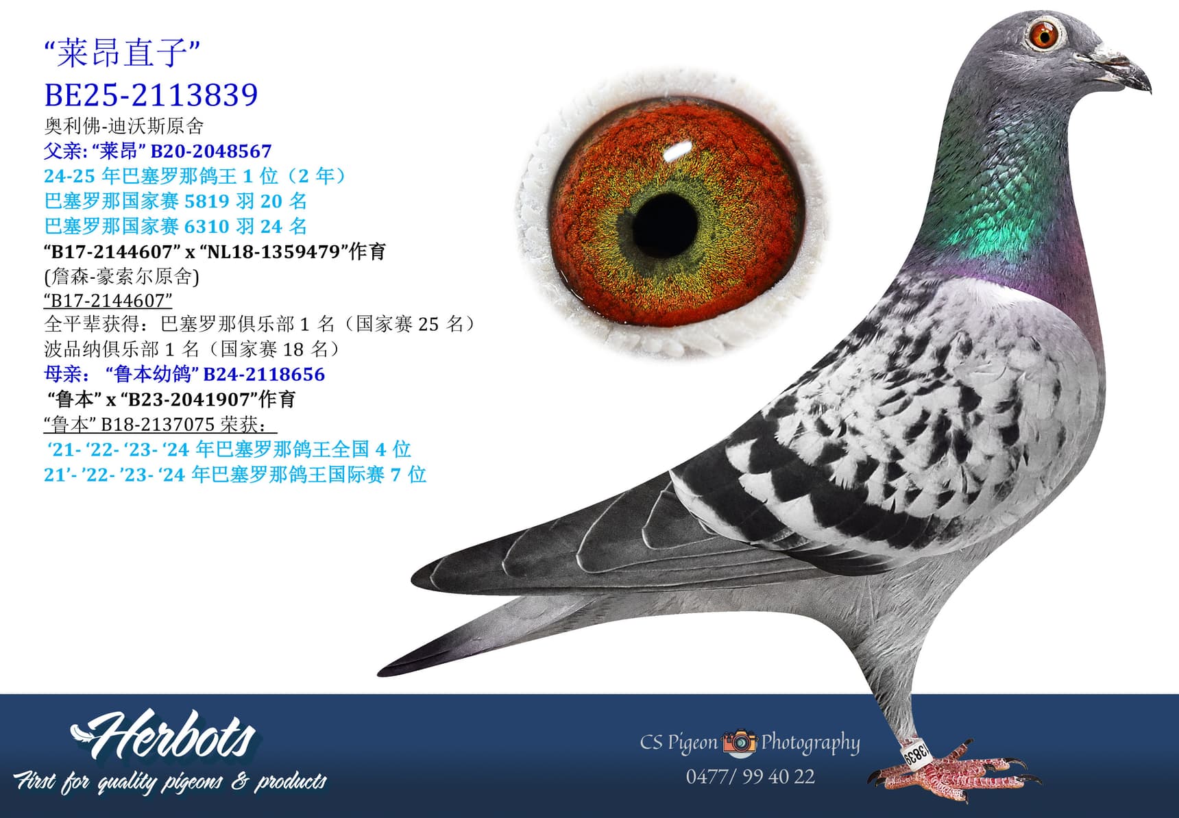 pigeon: undefined