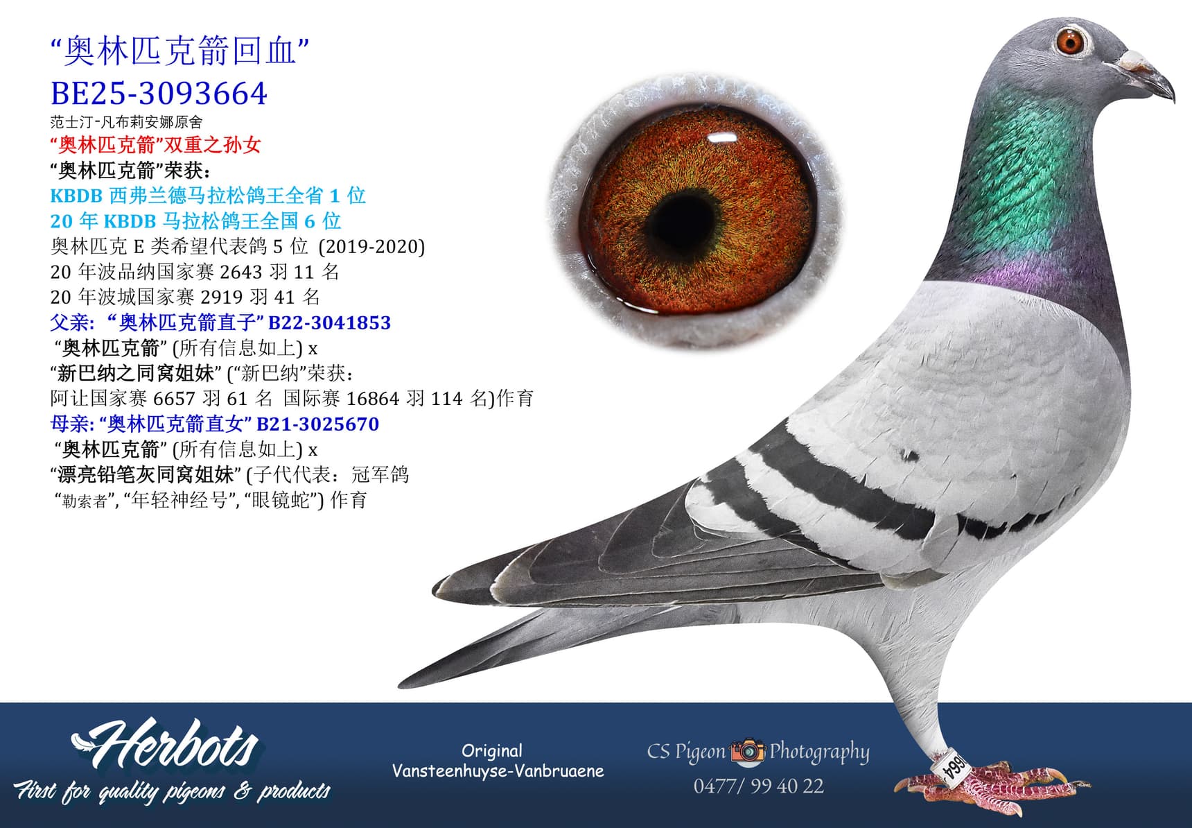 pigeon: undefined