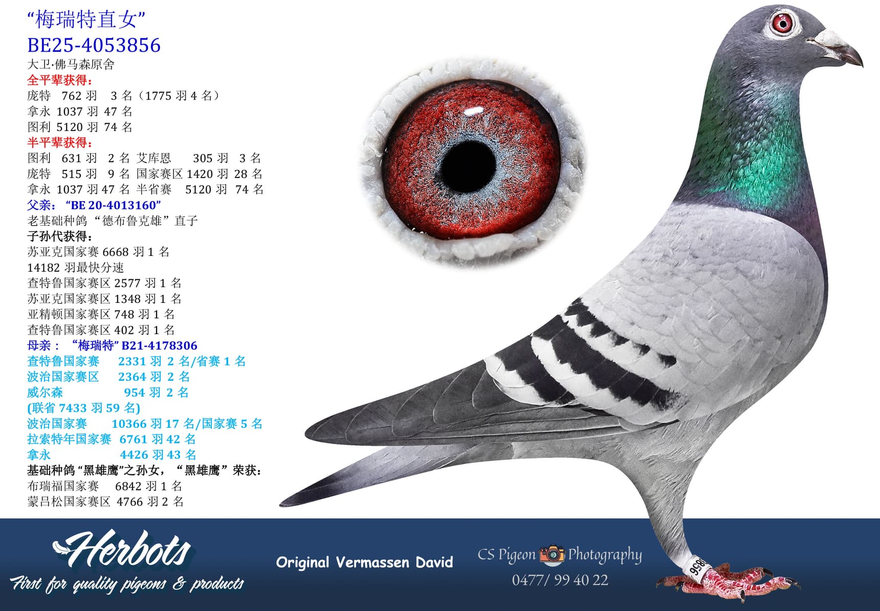 pigeon: undefined