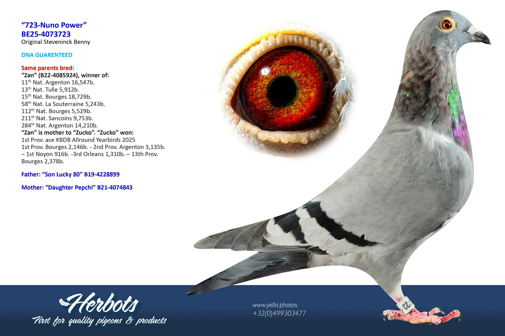pigeon: undefined