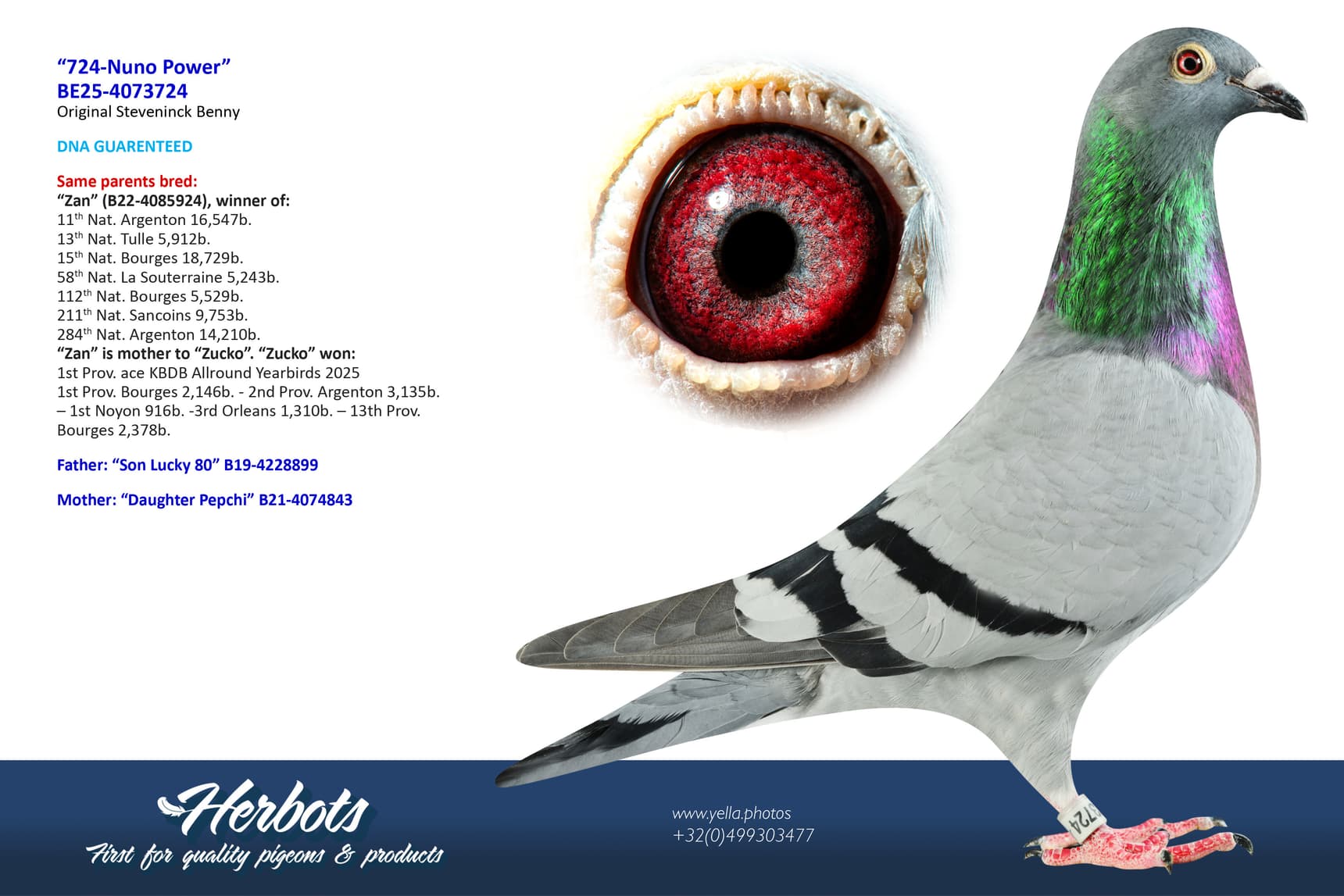 pigeon: undefined