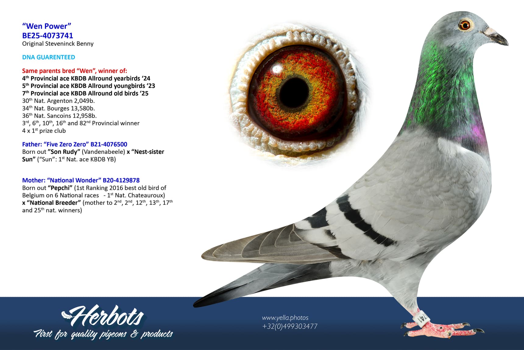 pigeon: undefined