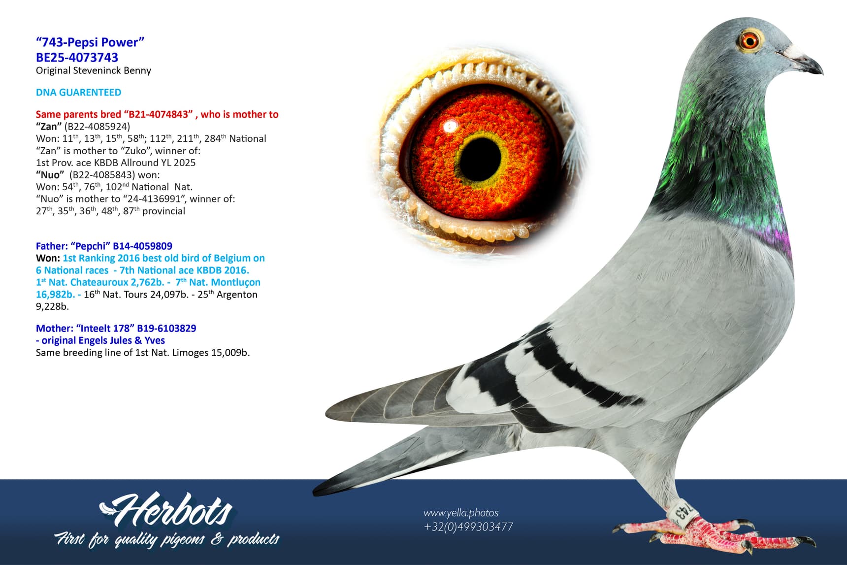 pigeon: undefined