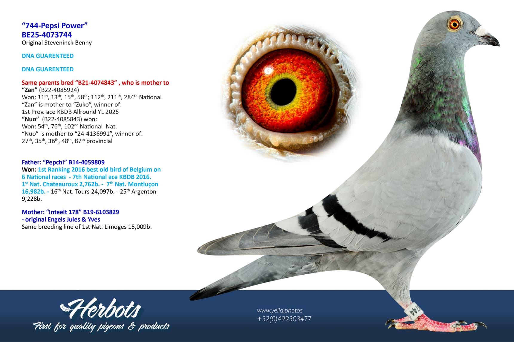 pigeon: undefined
